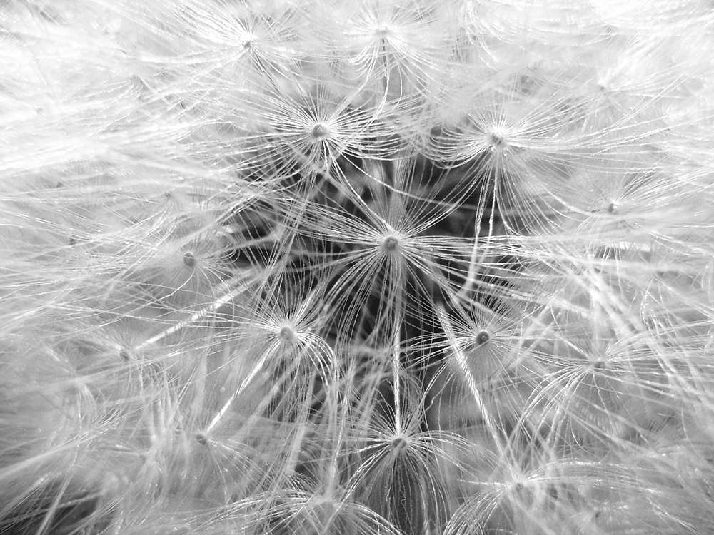 History and Theory of Landscapes II