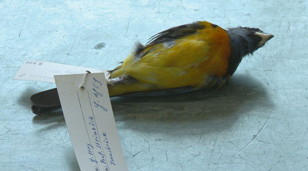Naturhis-torisches Museum