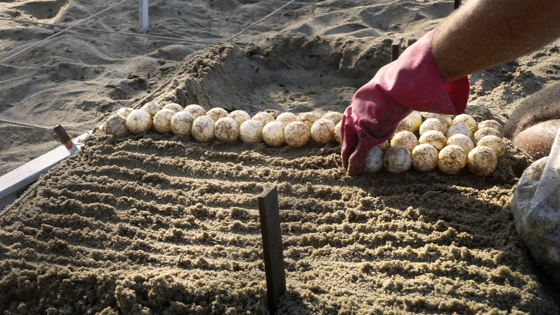 Sleeping dogs – Department for Site Specific Art @ Klimabiennale Wien 2024